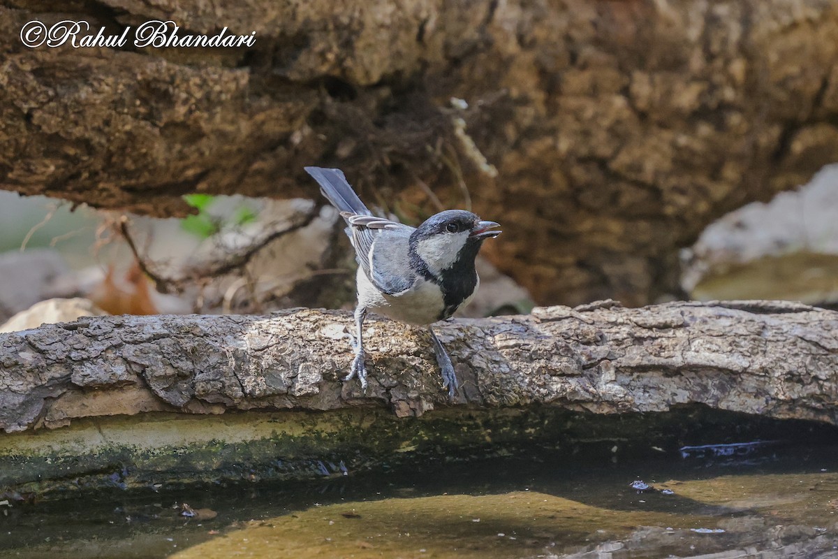 Asian Tit (Cinereous) - ML635768914