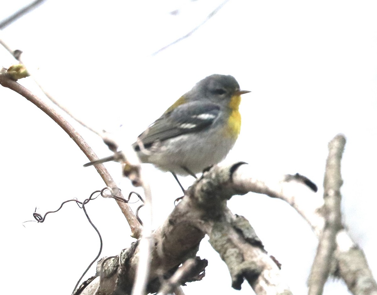 Northern Parula - ML635769050