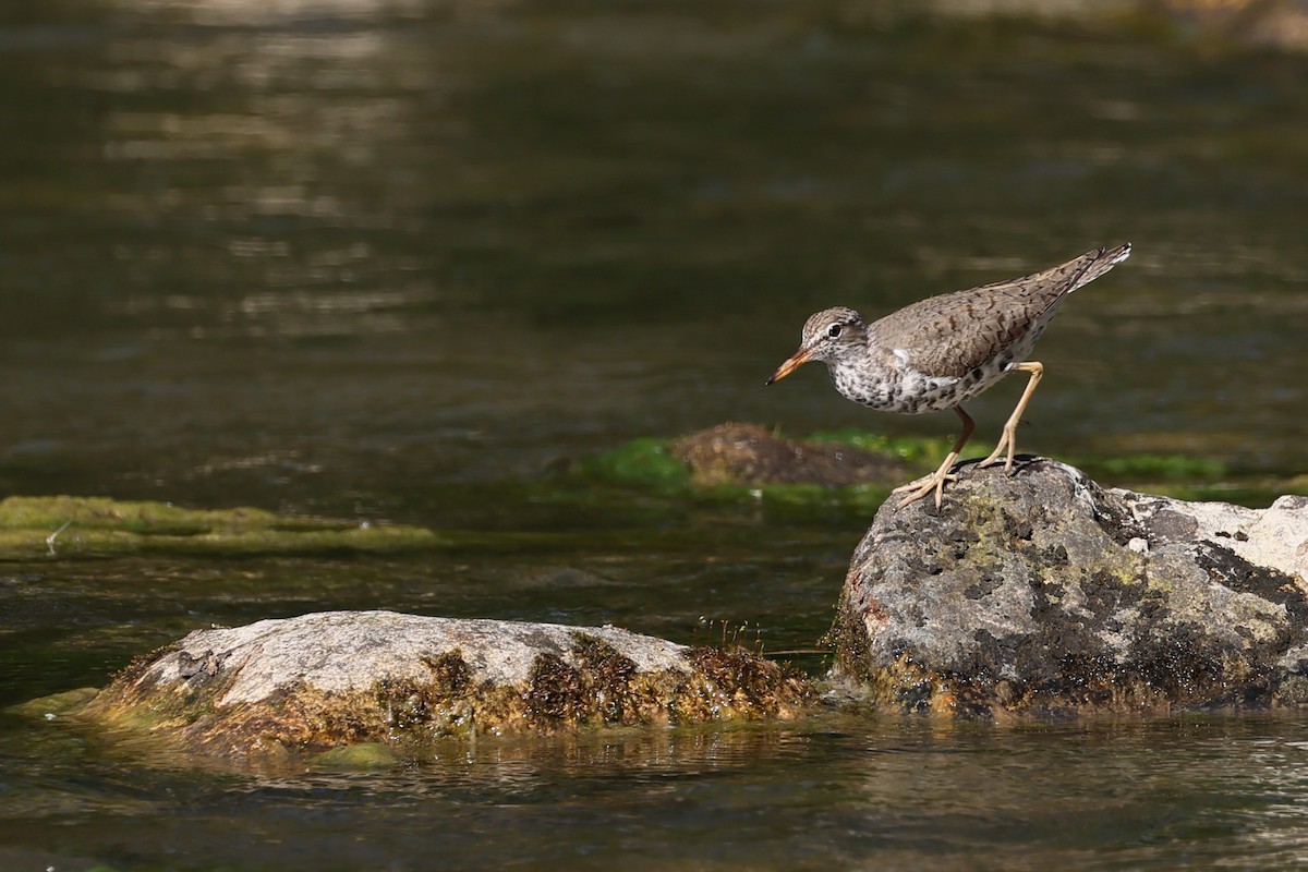 flekksnipe - ML635769143