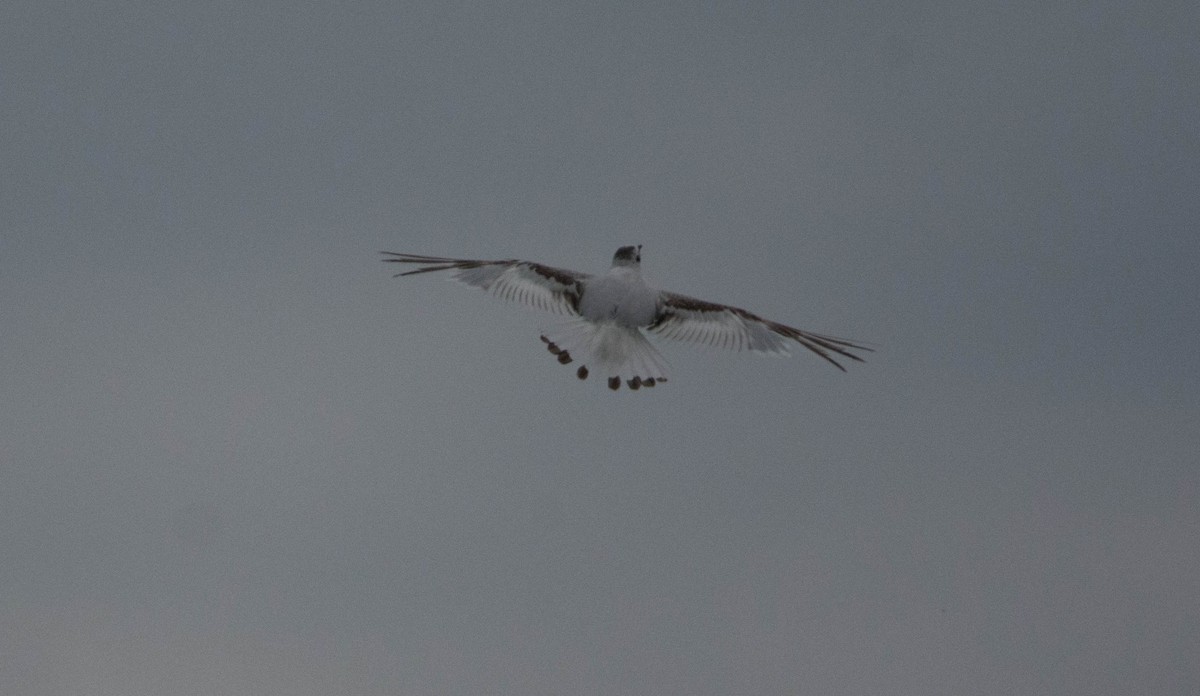 Little Gull - ML63576941