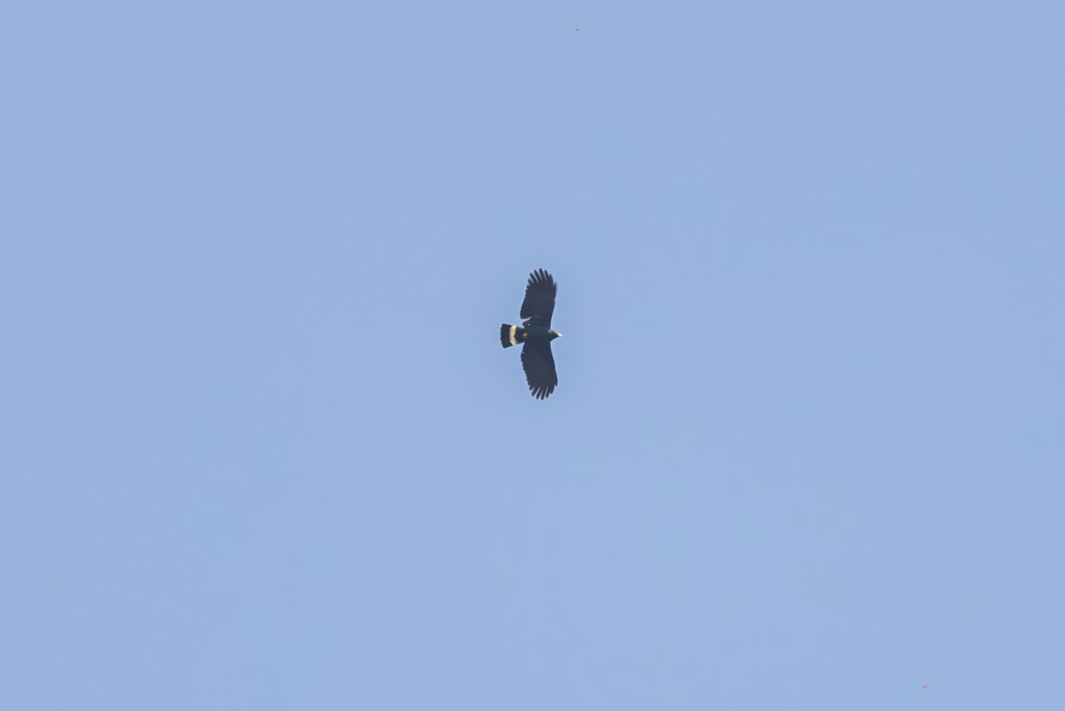 Hook-billed Kite (Hook-billed) - ML635769590