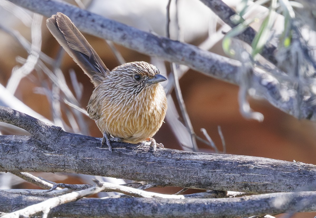 Dusky Grasswren - ML635769593