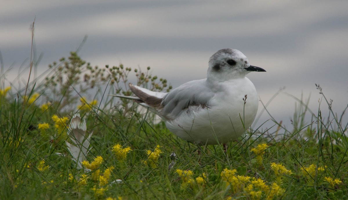 Little Gull - ML63576971