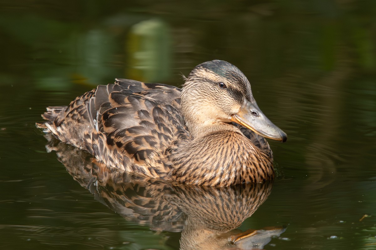 Mallard - ML635769710