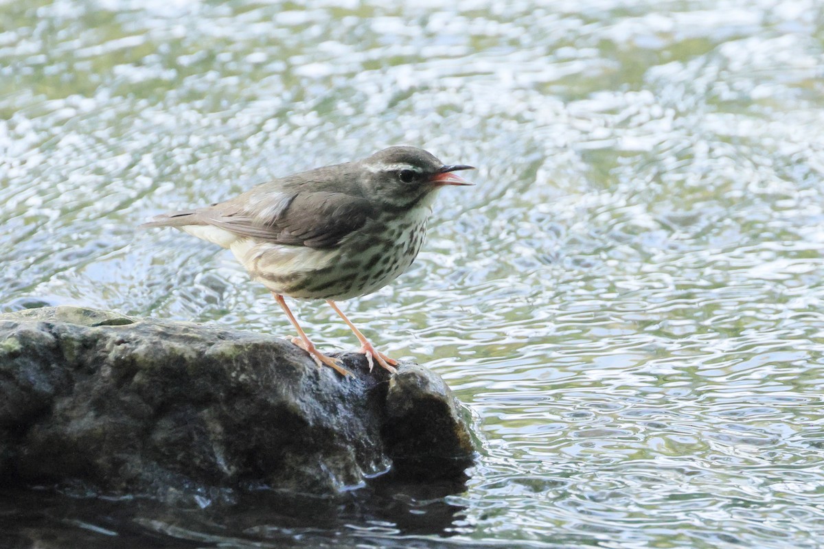 strømparula - ML635769725