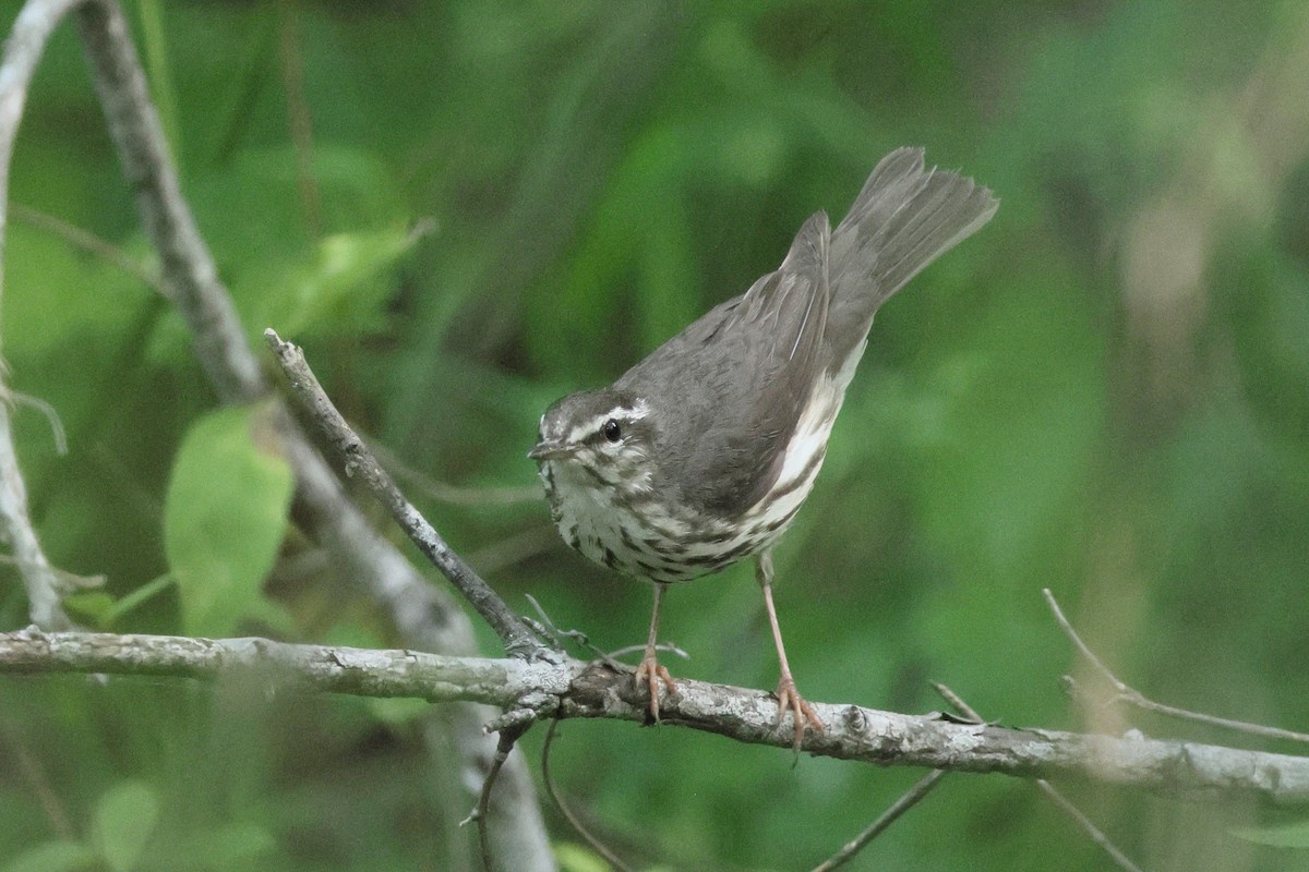strømparula - ML635769740