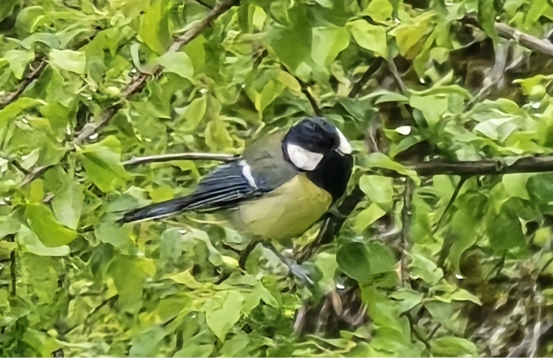 ירגזי מצוי - ML635769748