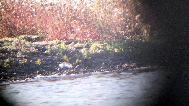 Temminck's Stint - ML635769771