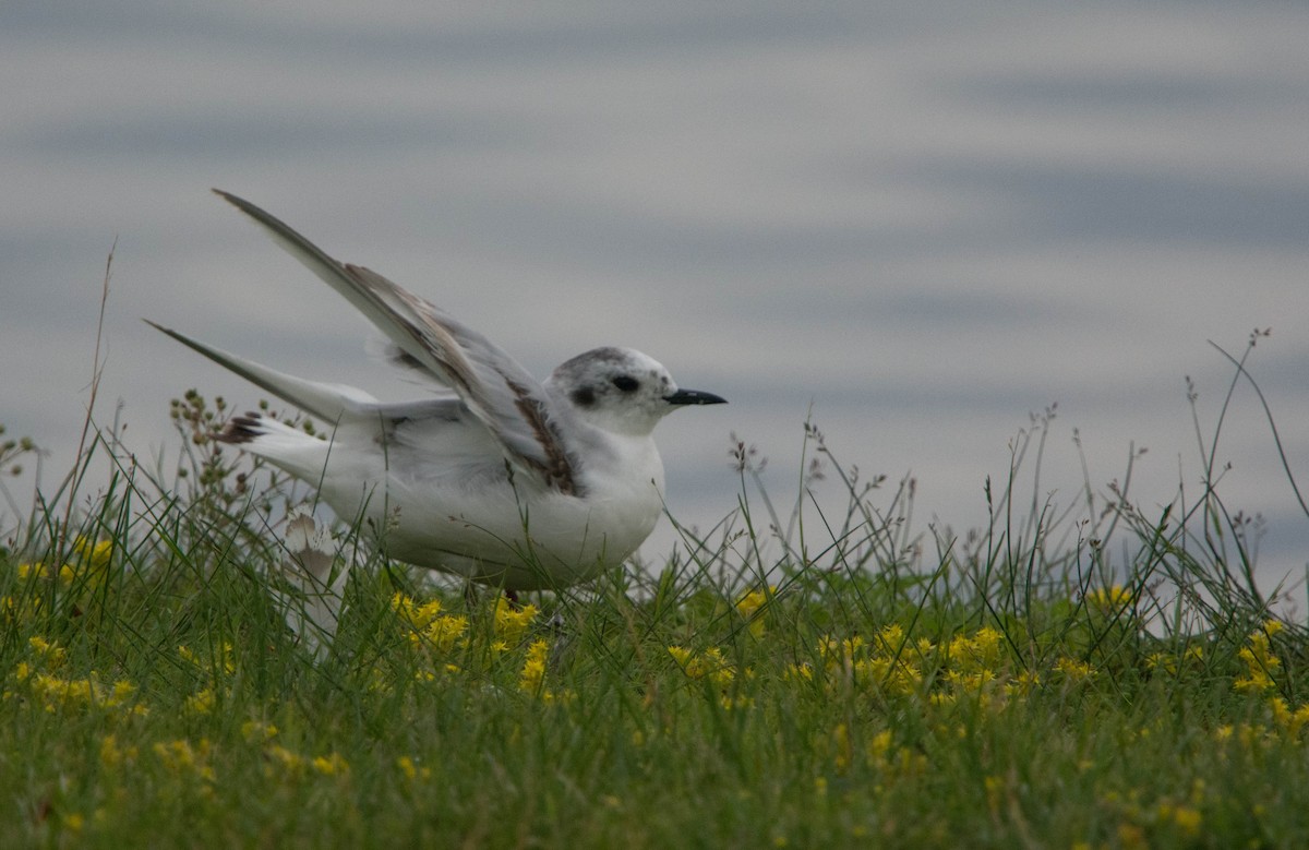 Little Gull - ML63576981