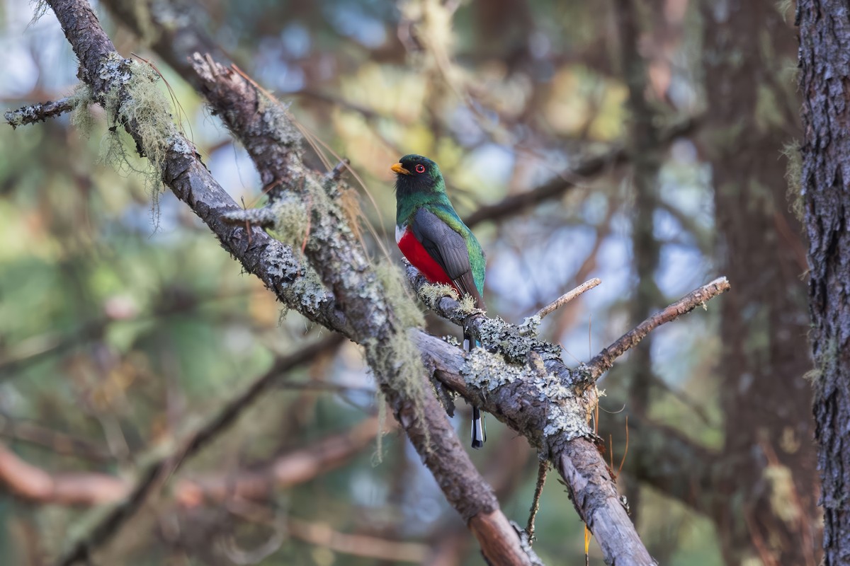 Mountain Trogon - ML635769910