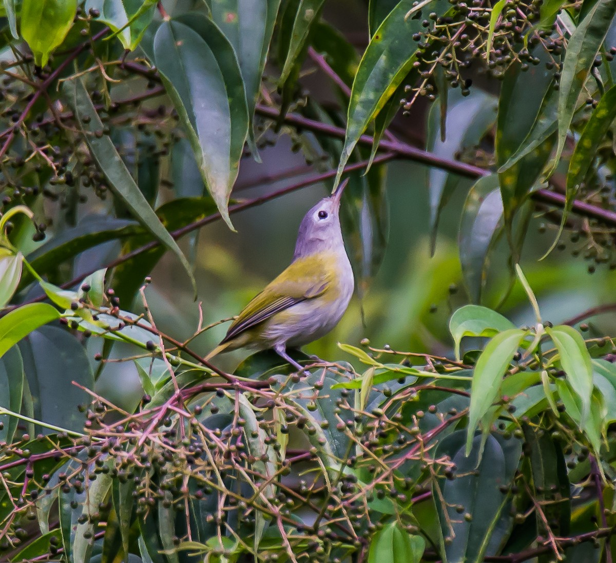 Lesser Greenlet - ML635769987