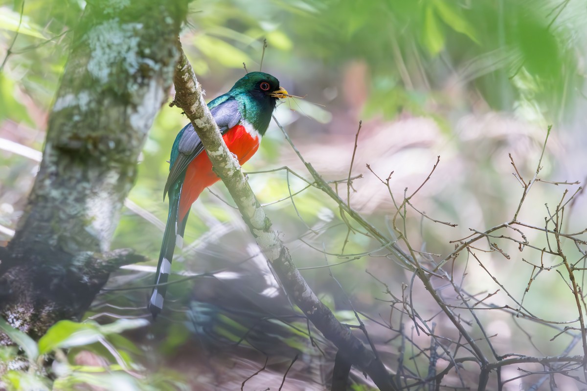 Mountain Trogon - ML635770001