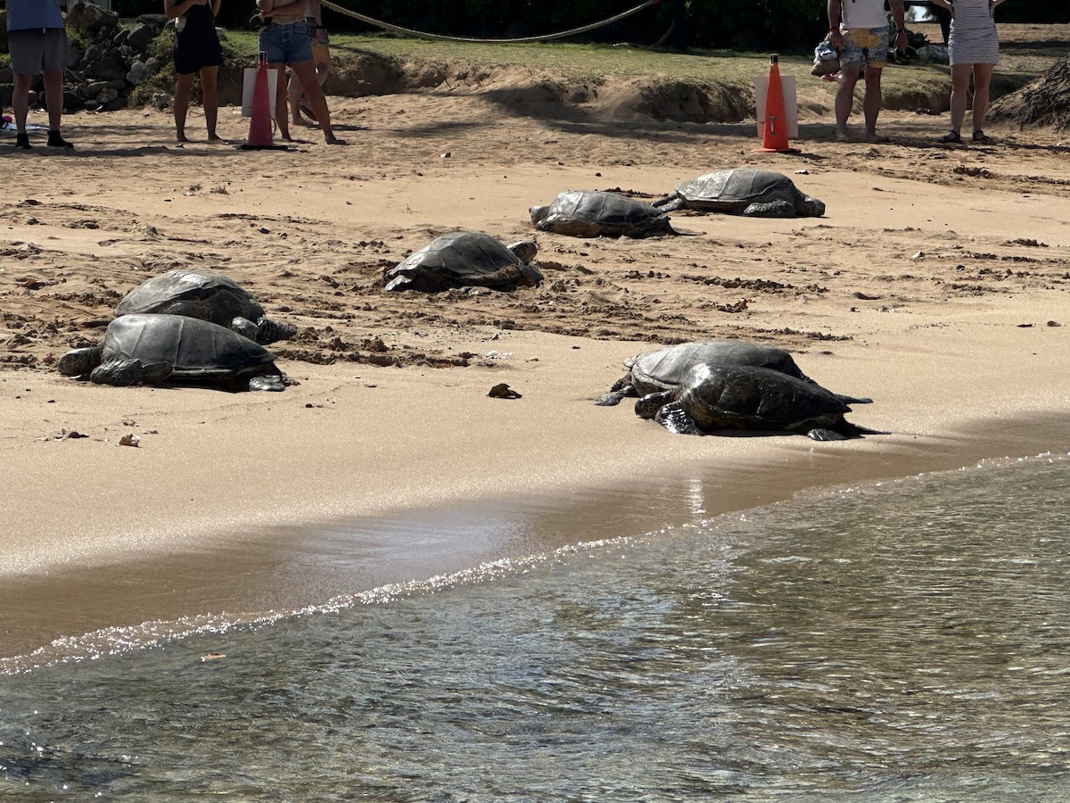 Animals - ML635770046