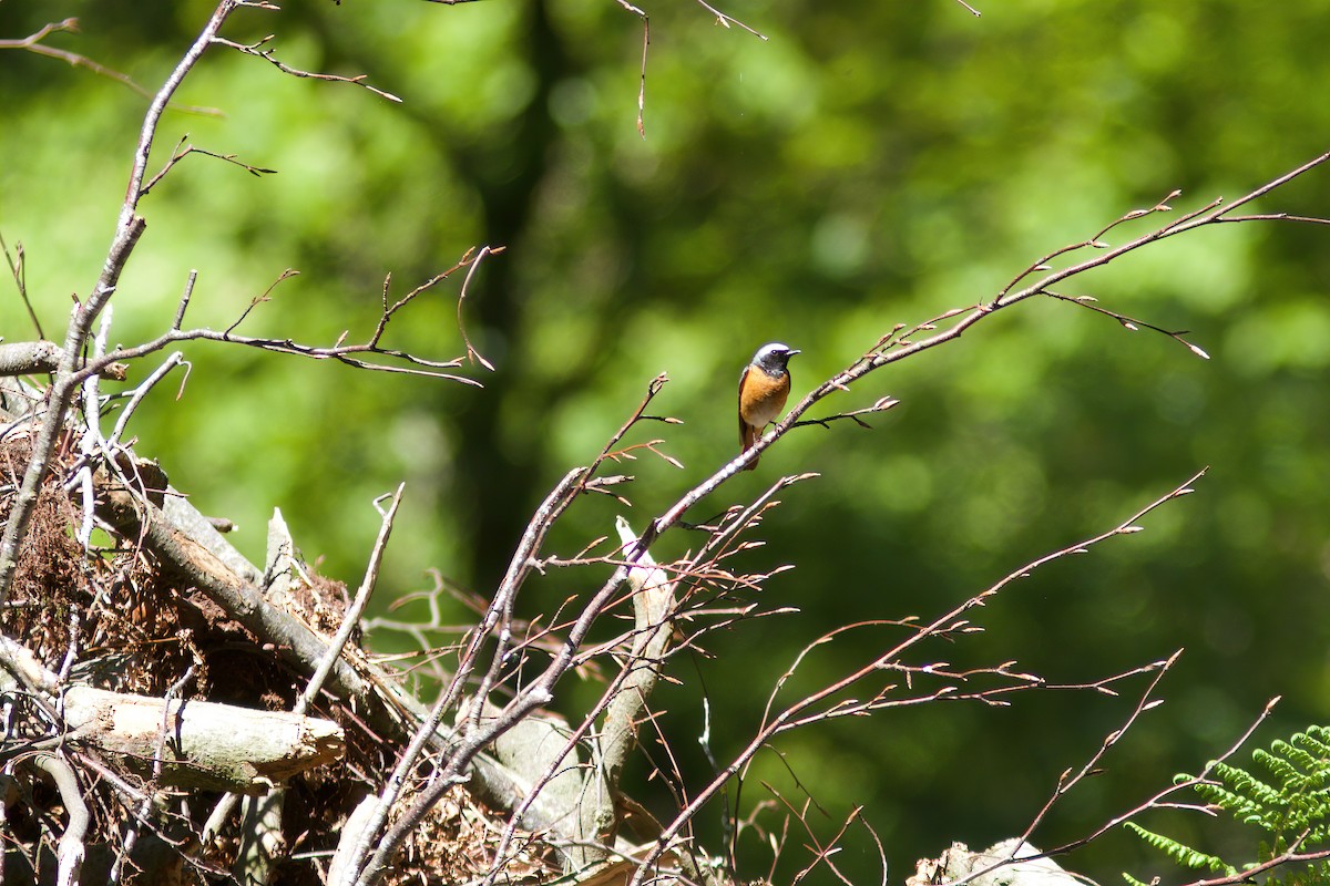 rehek zahradní - ML635770049