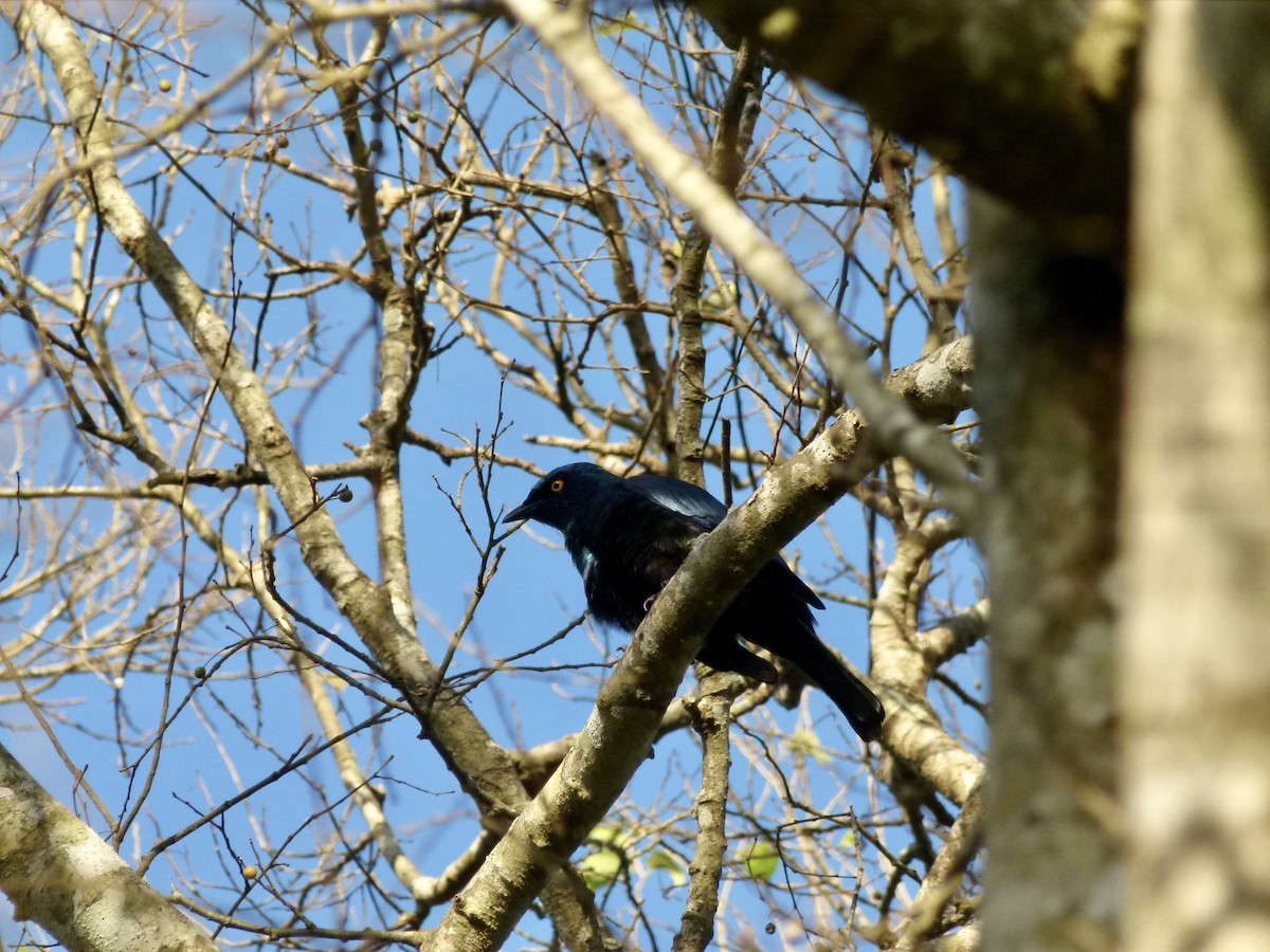 Black-bellied Starling - ML635770083