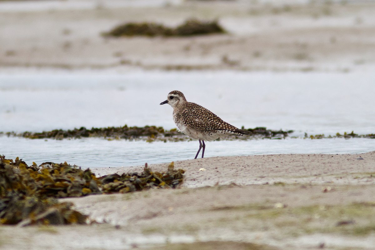 kulík hnědokřídlý - ML635770106