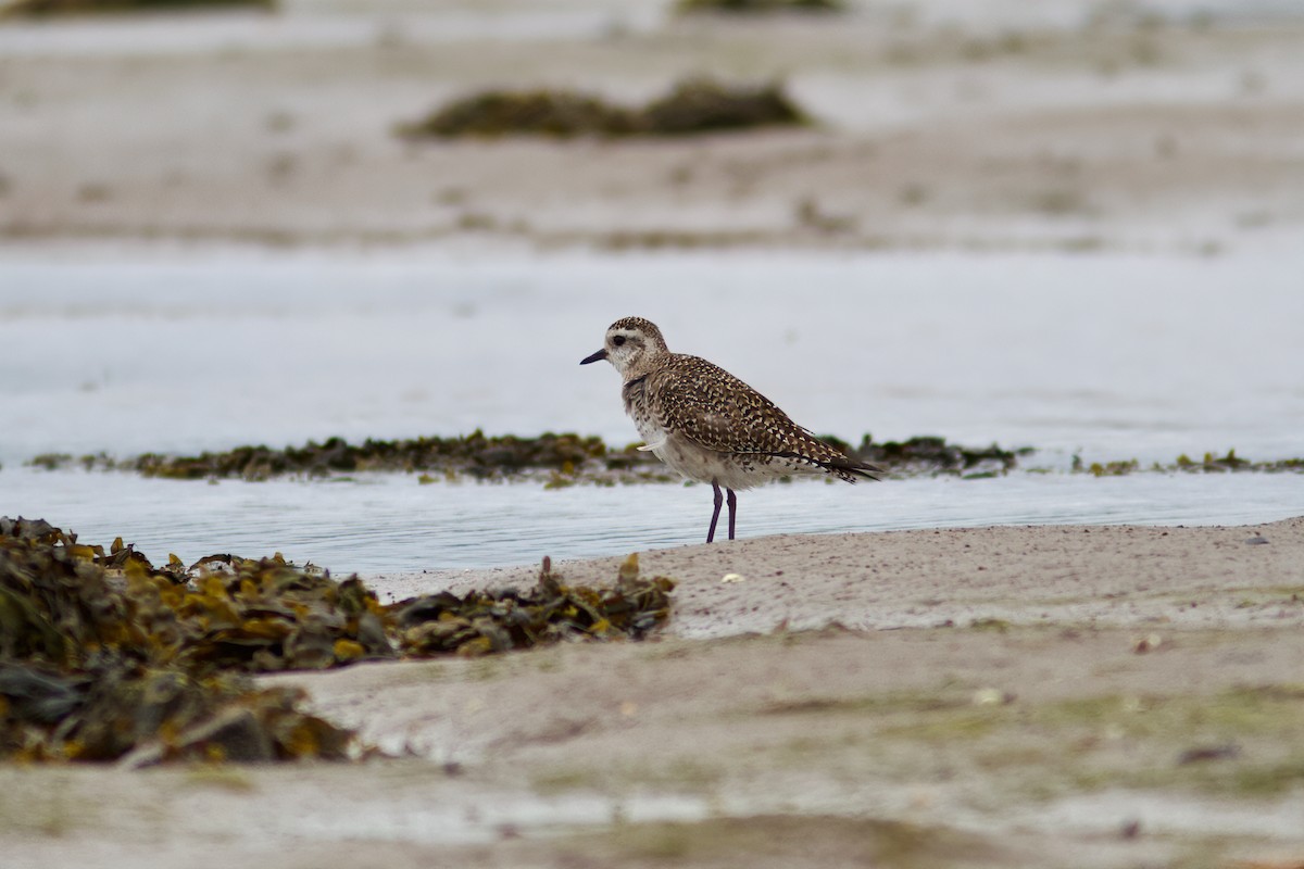 kulík hnědokřídlý - ML635770107