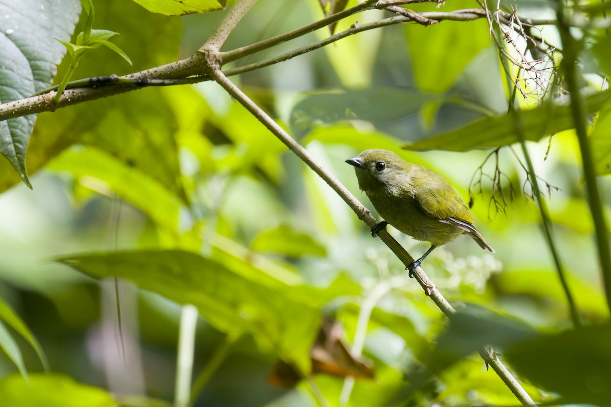 Lesser Greenlet - ML635770147