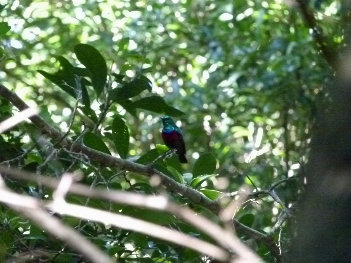Neergaard's Sunbird - ML635770238