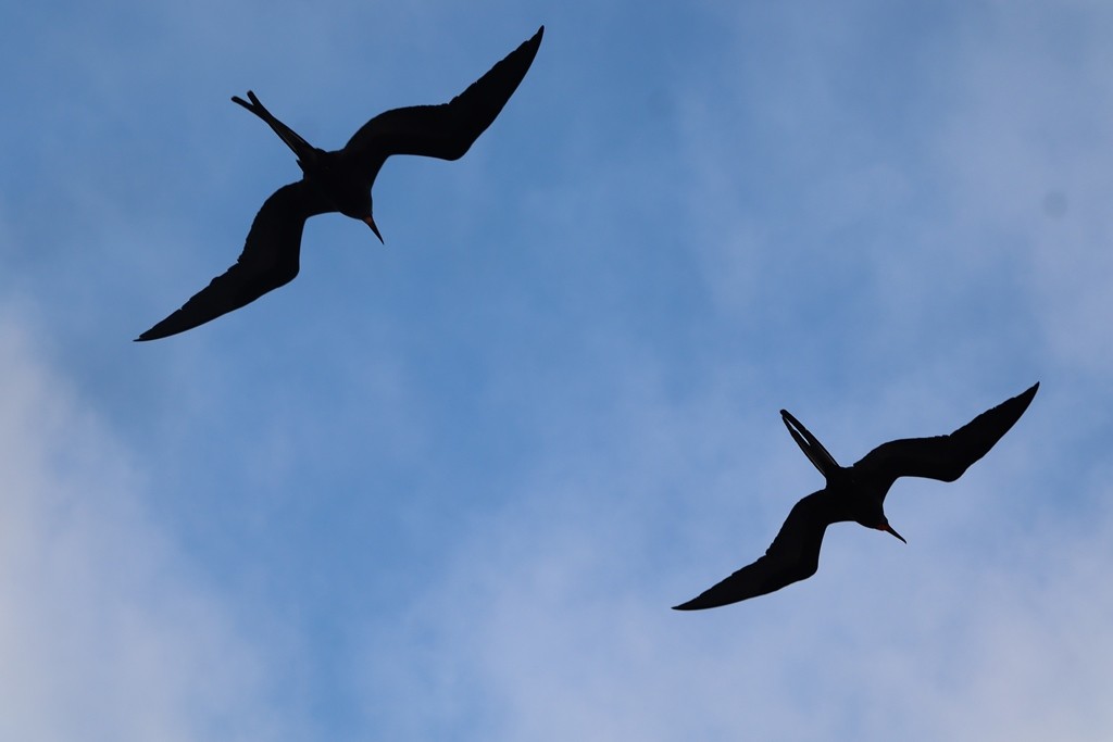 Magnificent Frigatebird - ML635770285
