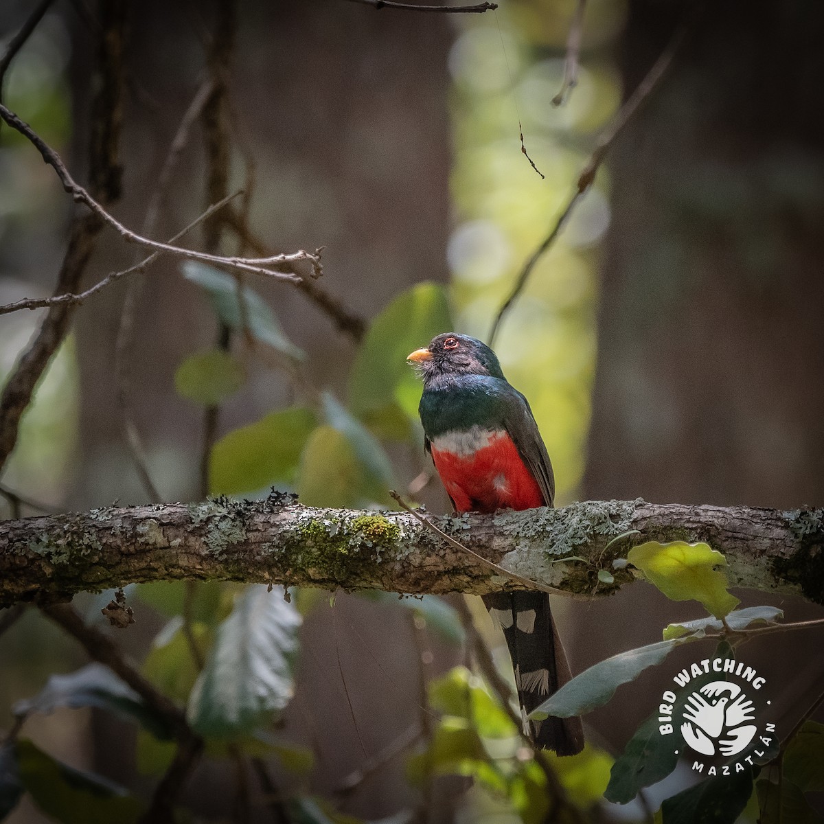 Mountain Trogon - ML635770298