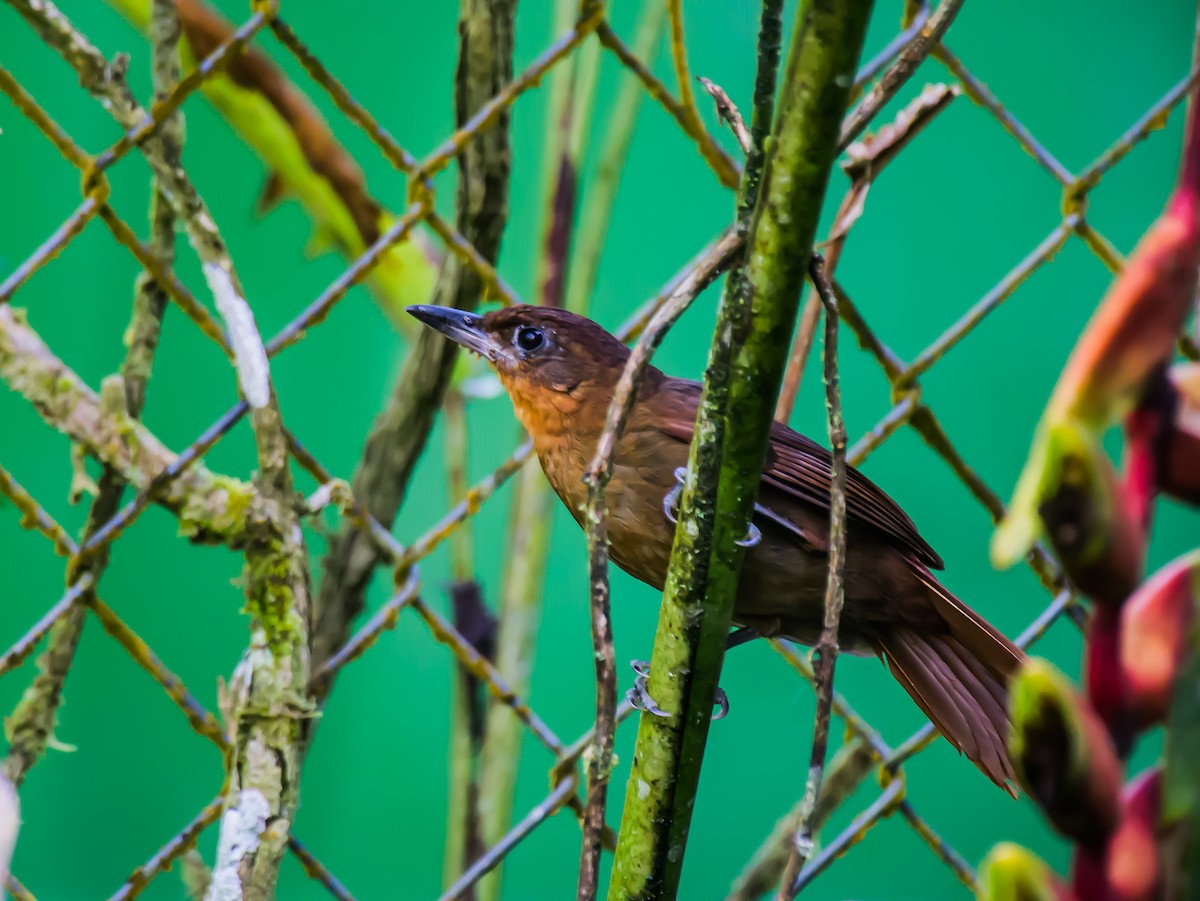 Ruddy Foliage-gleaner - ML635770329