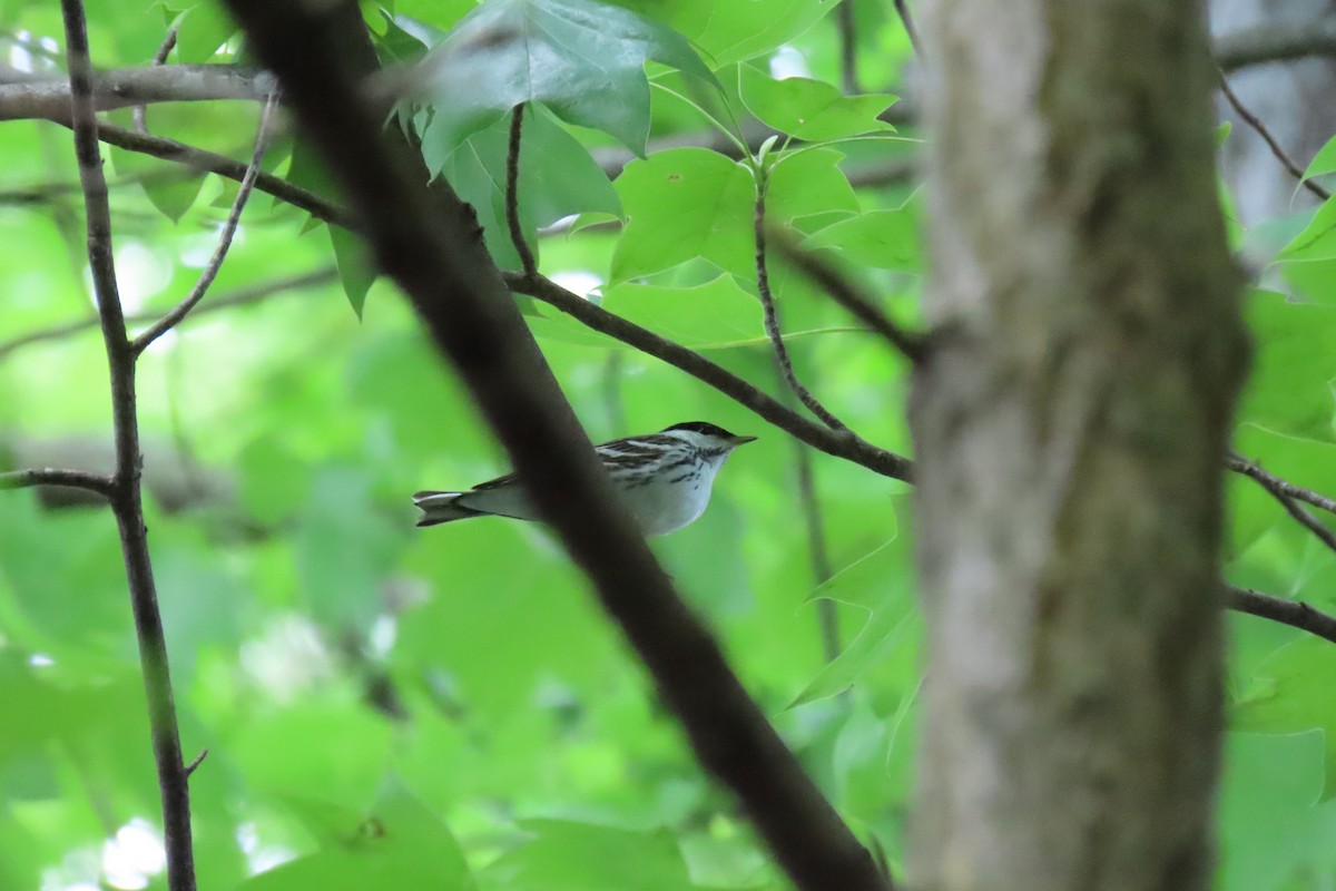 Blackpoll Warbler - ML635770357