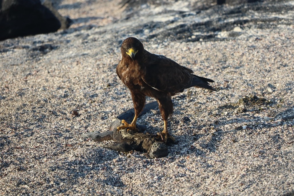 Galapagos Hawk - ML635770360