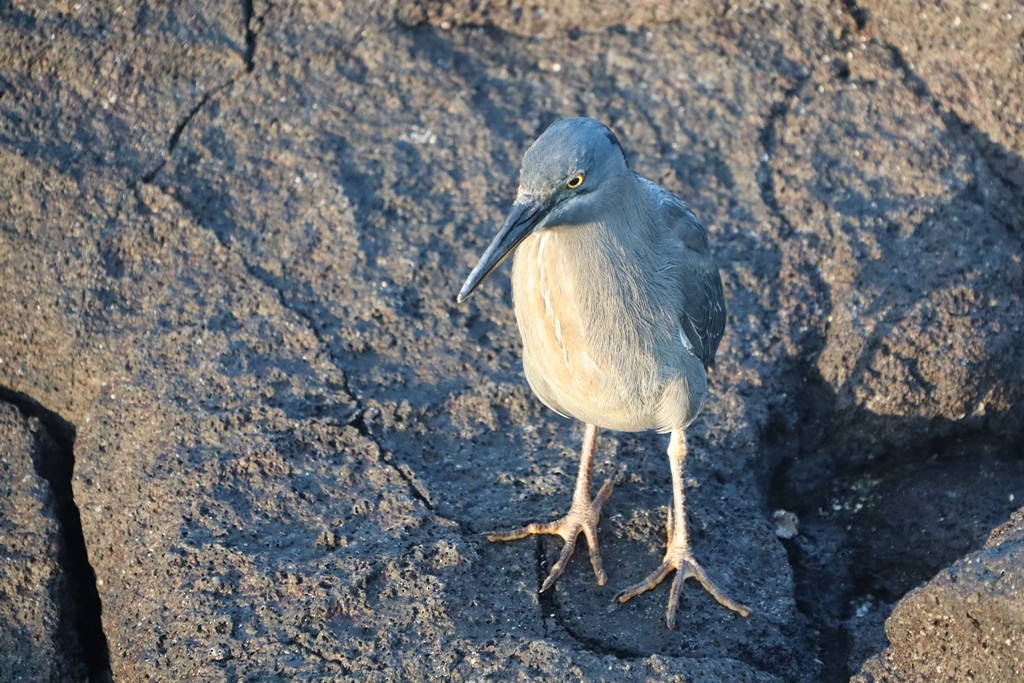 Lava Heron - ML635770383