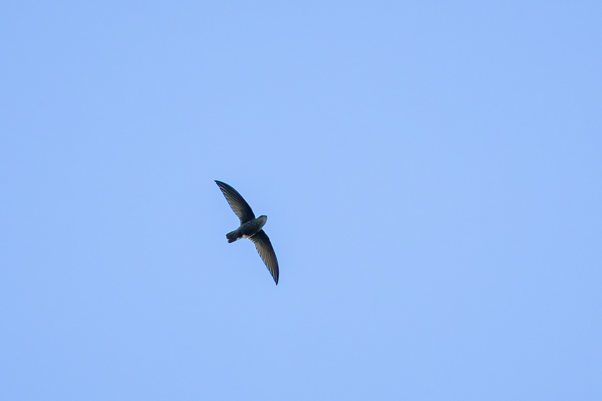 Sick's Swift - ML635770409