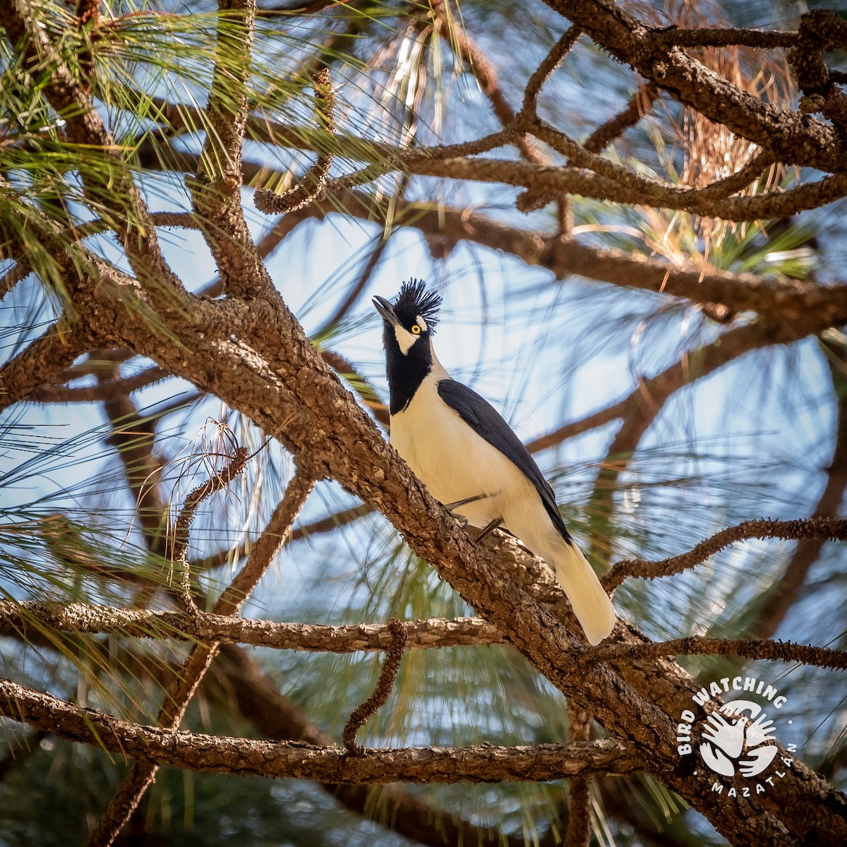 Tufted Jay - ML635770433