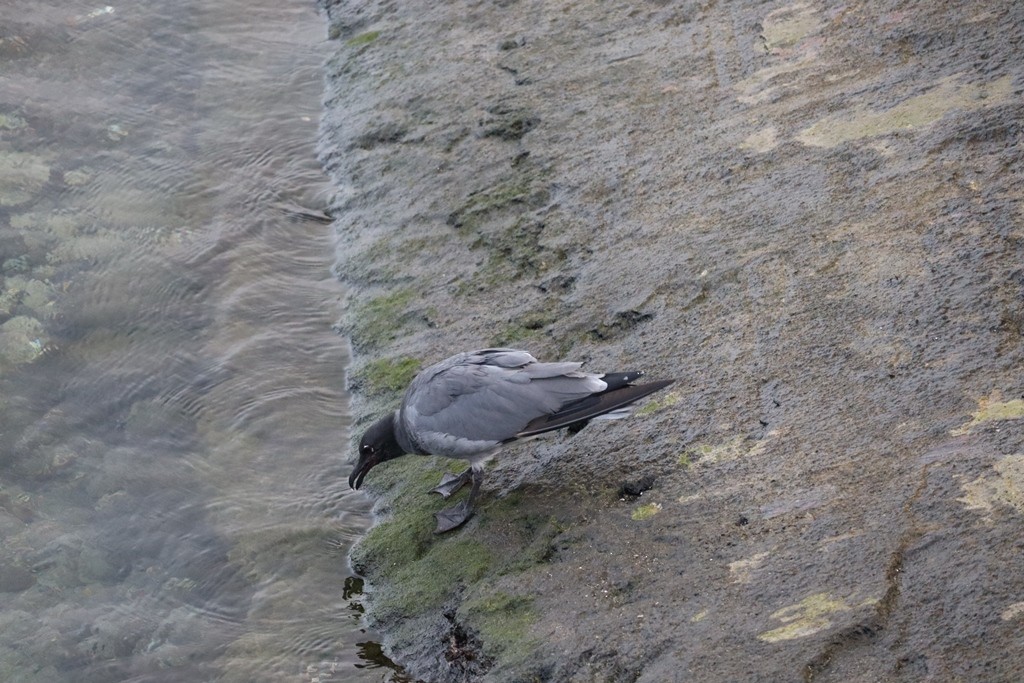 Lava Gull - ML635770448