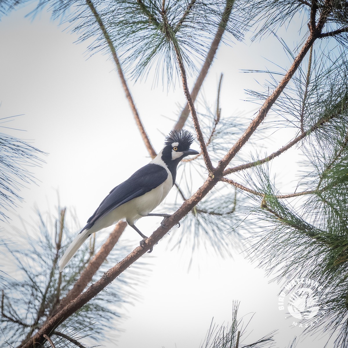 Tufted Jay - ML635770476