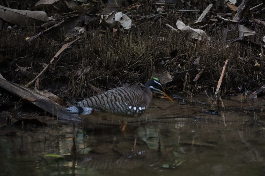 Sunbittern - ML635770504