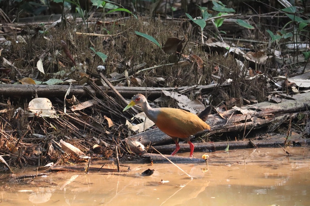 Gray-cowled Wood-Rail - ML635770522