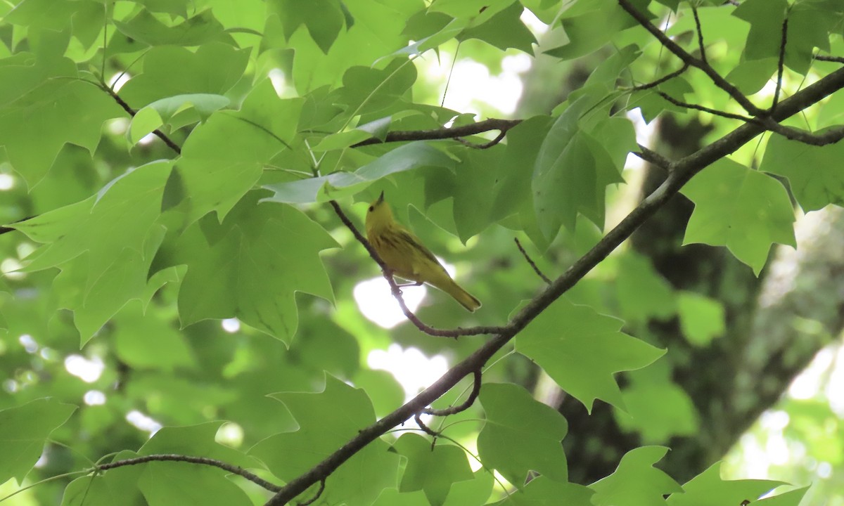 Yellow Warbler - ML635770541