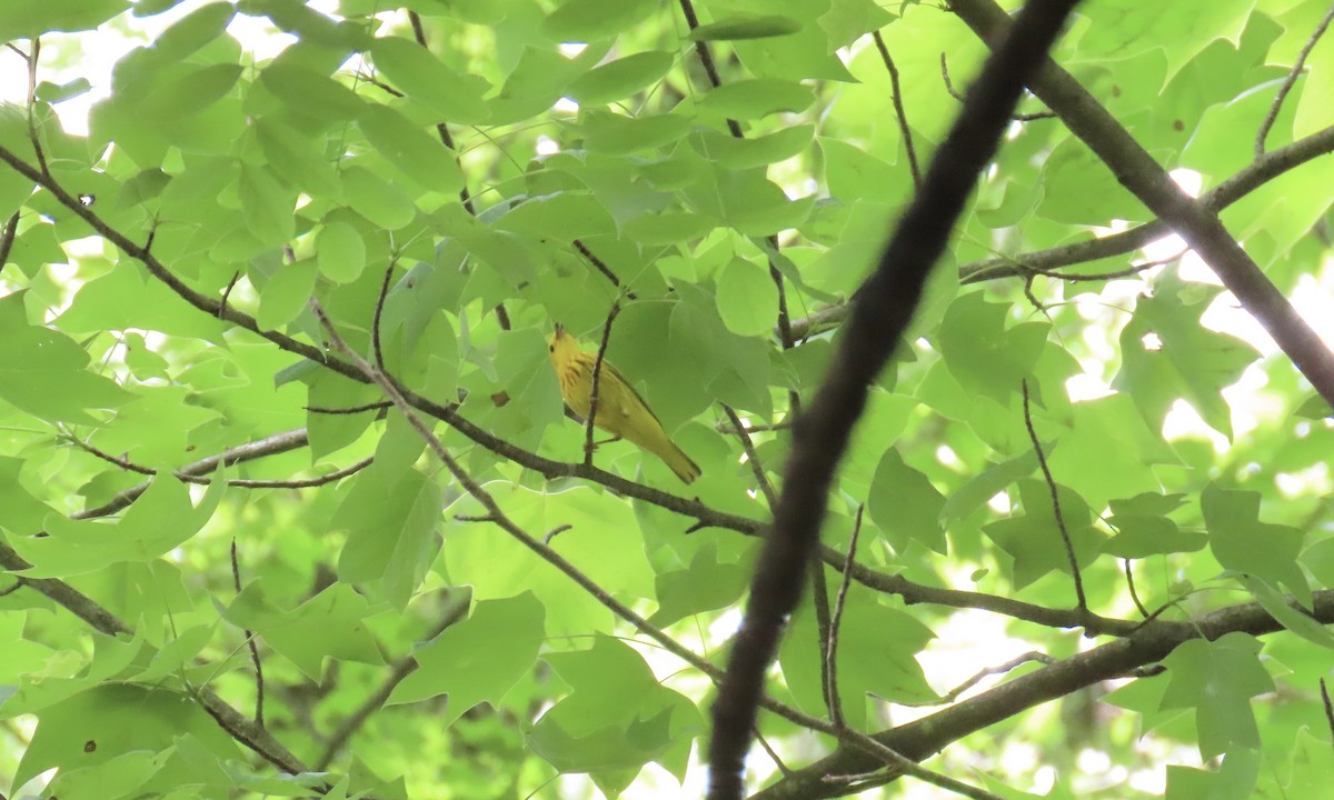 Yellow Warbler - ML635770542