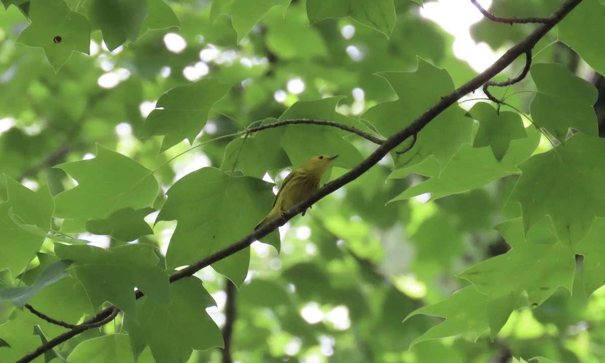 Yellow Warbler - ML635770543