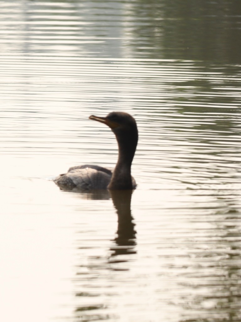 Neotropic Cormorant - ML635770549