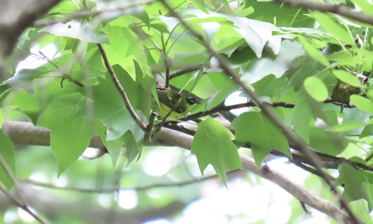 Magnolia Warbler - ML635770577