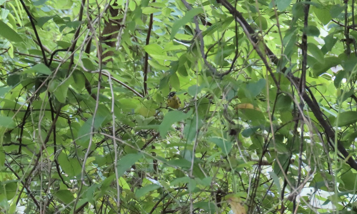 Magnolia Warbler - ML635770578