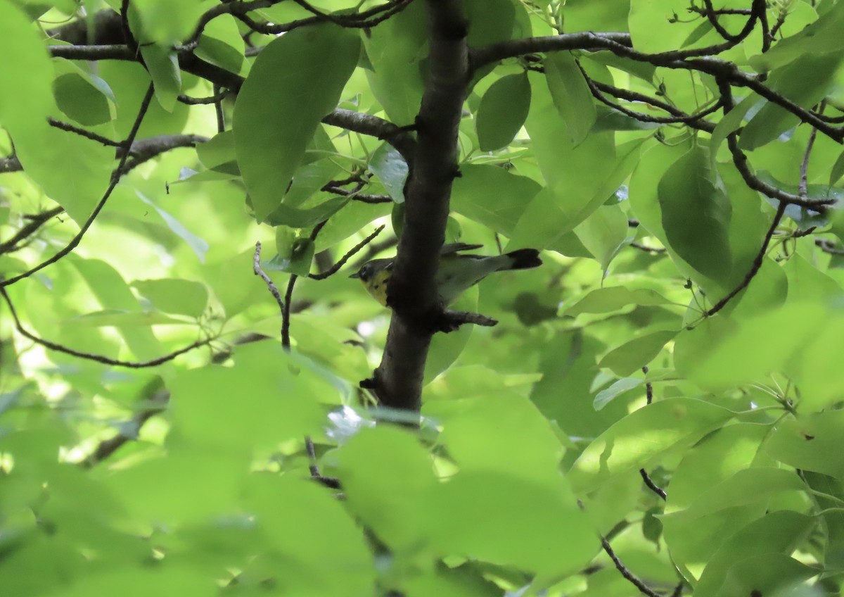 Magnolia Warbler - ML635770579