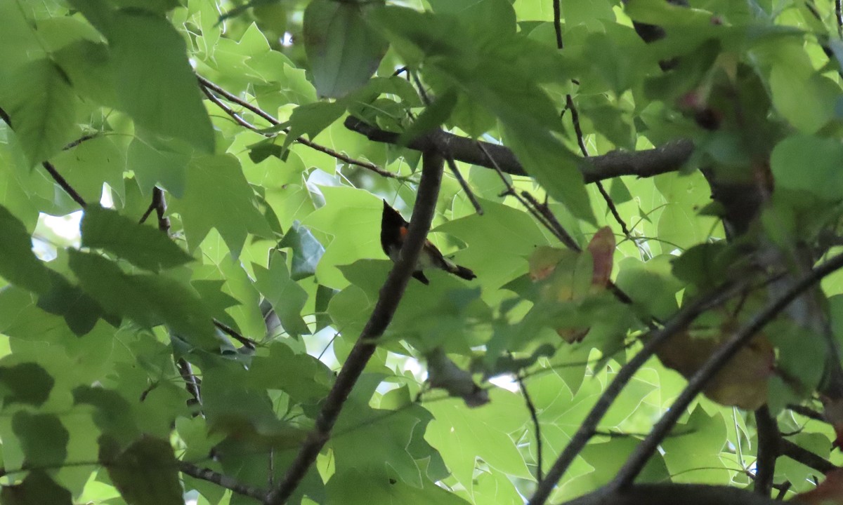 American Redstart - ML635770597