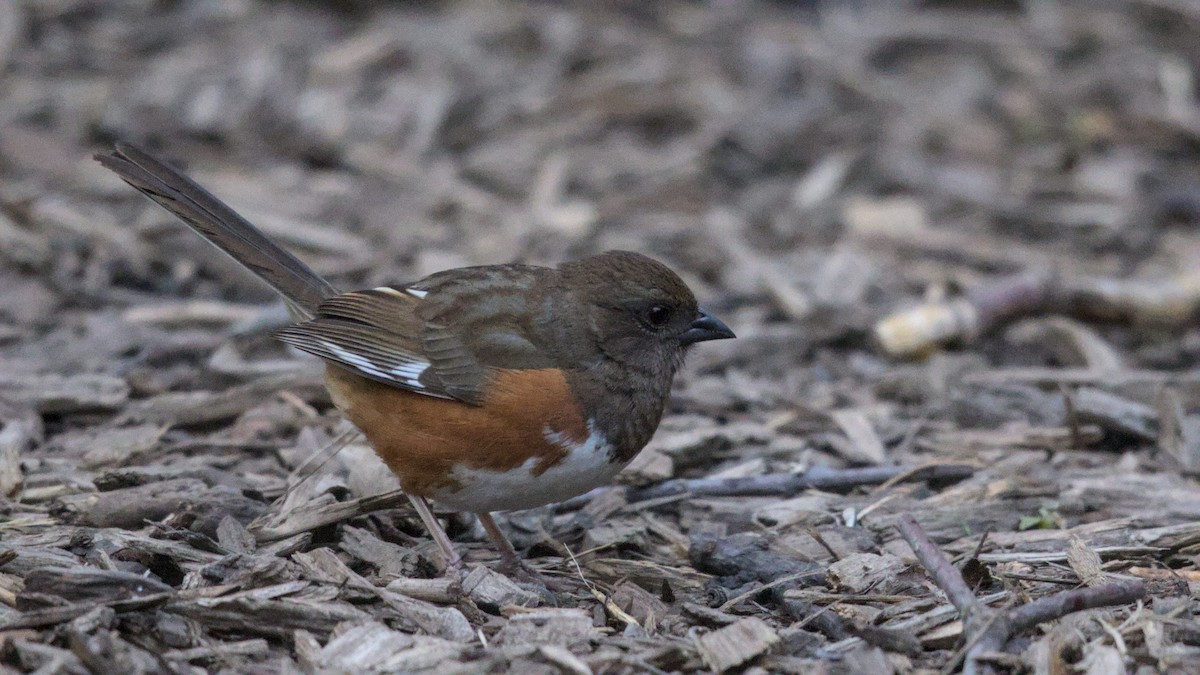 Eastern Towhee - ML635770599