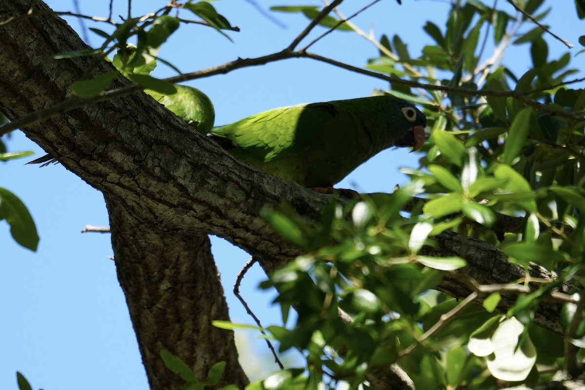 Blue-crowned Parakeet - ML635770602