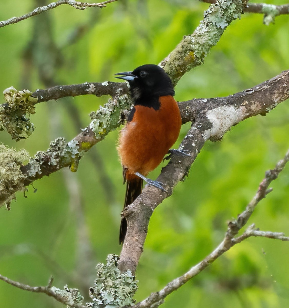 Orchard Oriole - ML635770632
