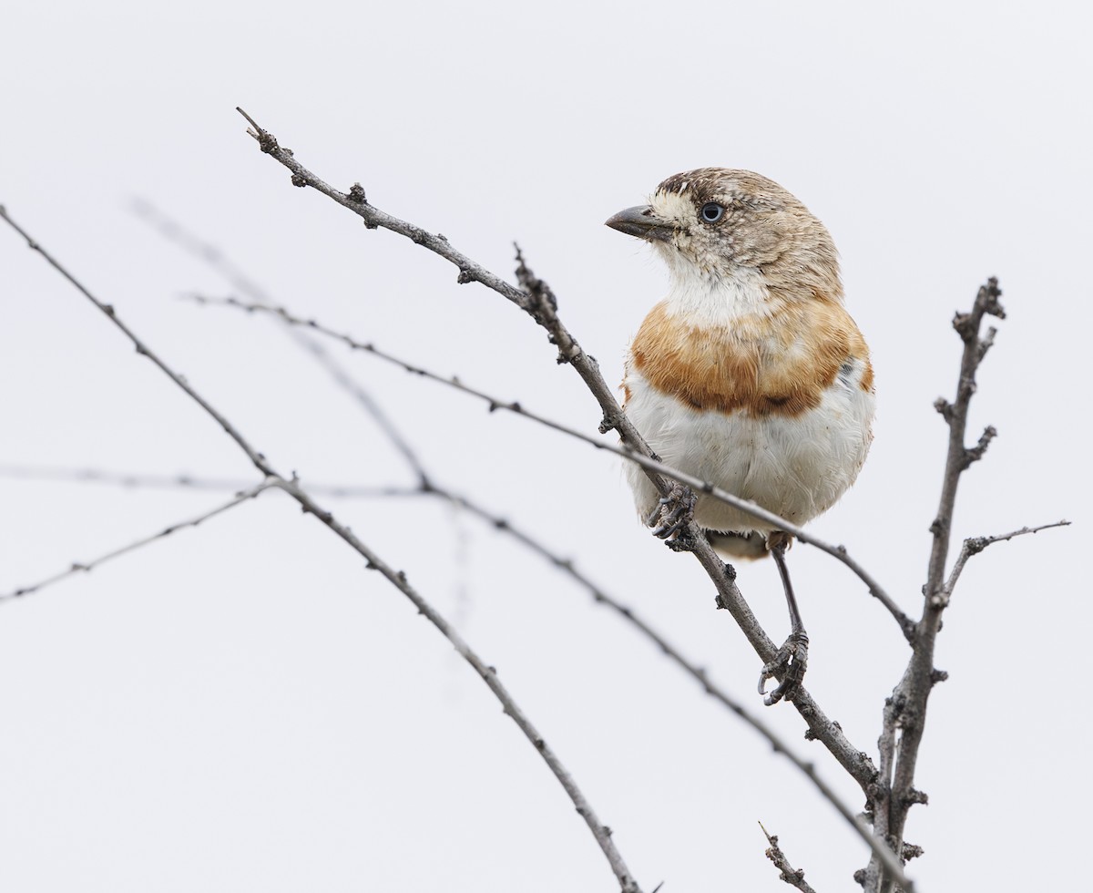 Chestnut-breasted Whiteface - ML635770755