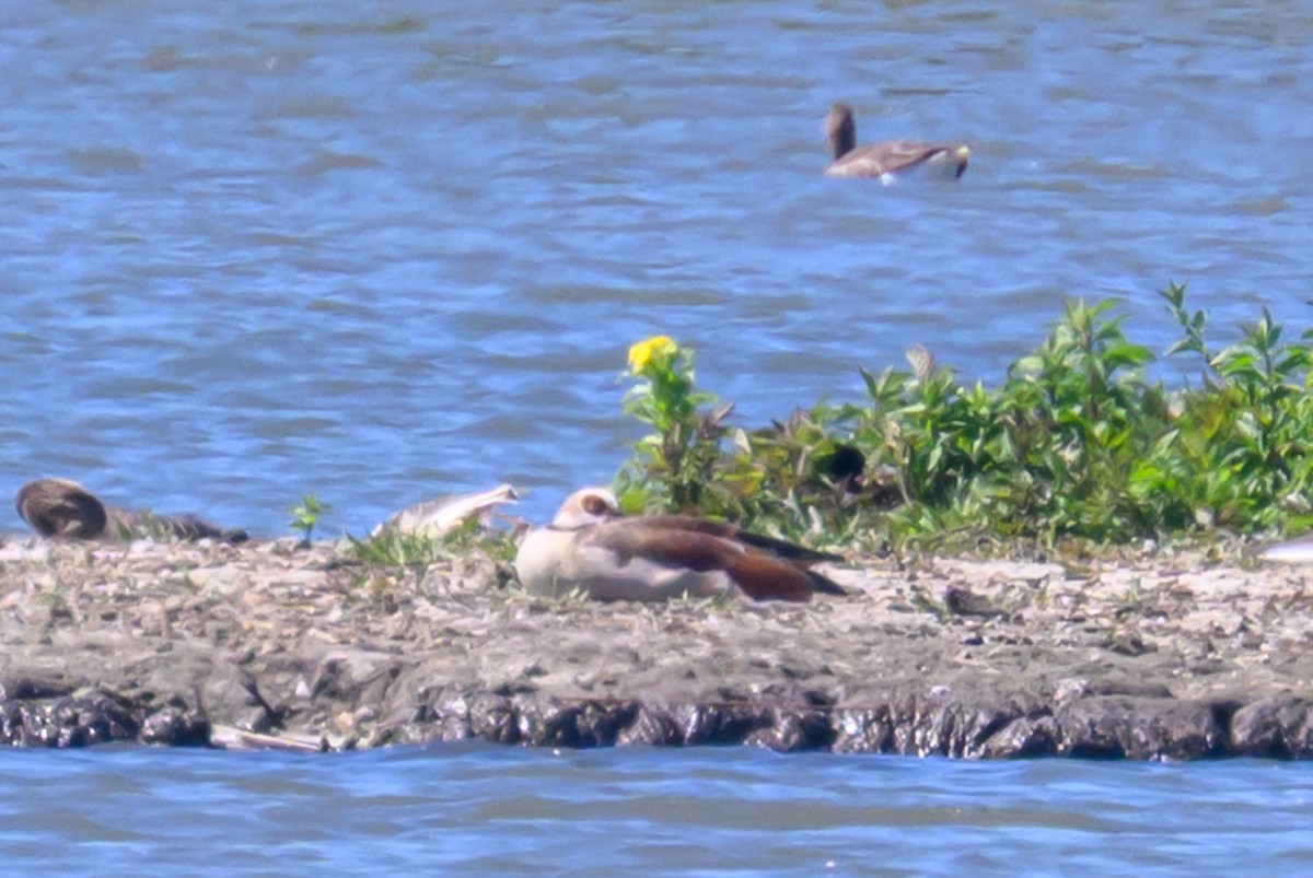 Egyptian Goose - ML635770804
