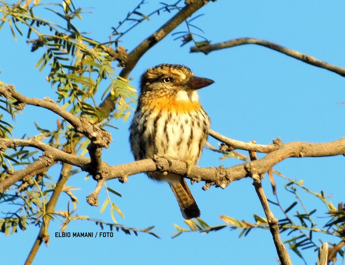 Spot-backed Puffbird - ML635770896