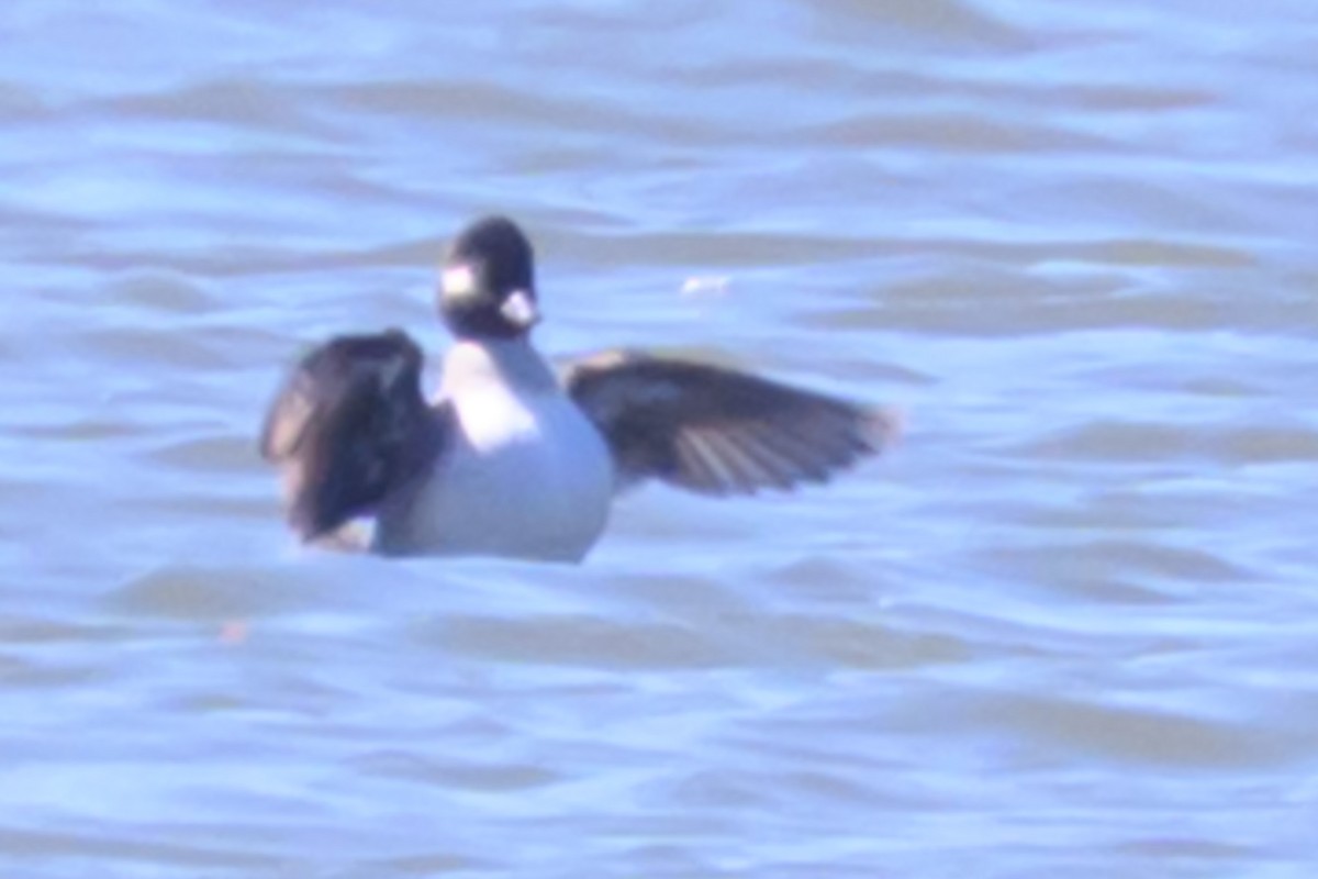 Bufflehead - ML635770936